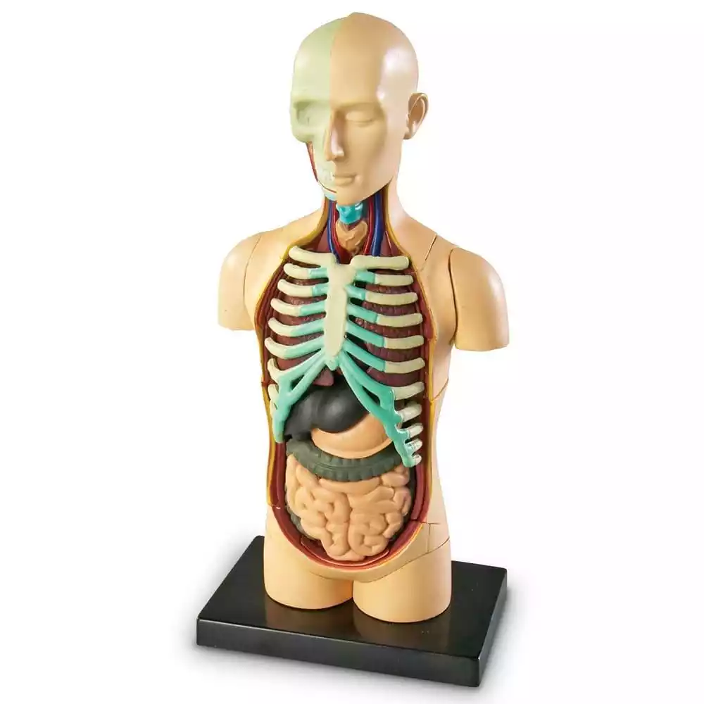Tułów człowieka - model anatomiczny + Karty 